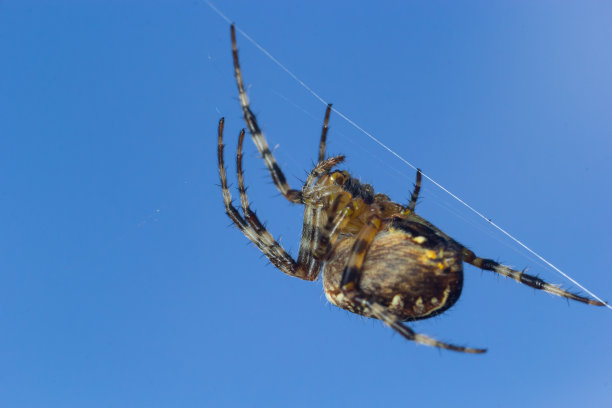 arachnid