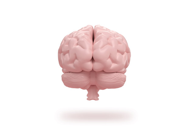 cerebrum
