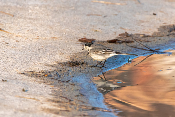 wagtail