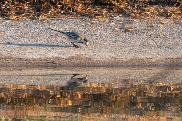 wagtail