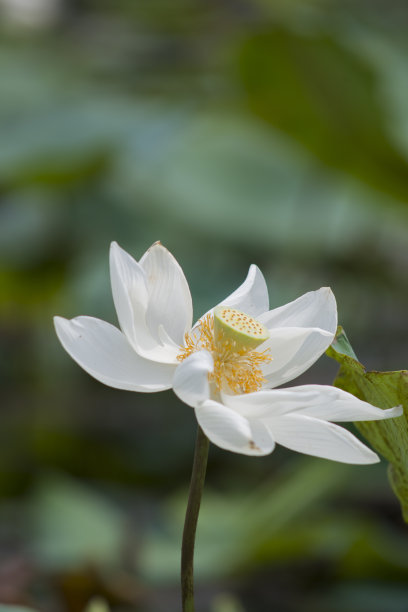 密密麻麻荷花