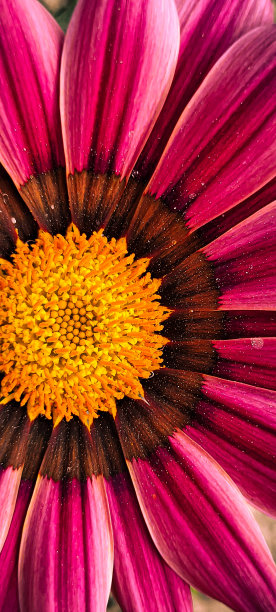 gazania