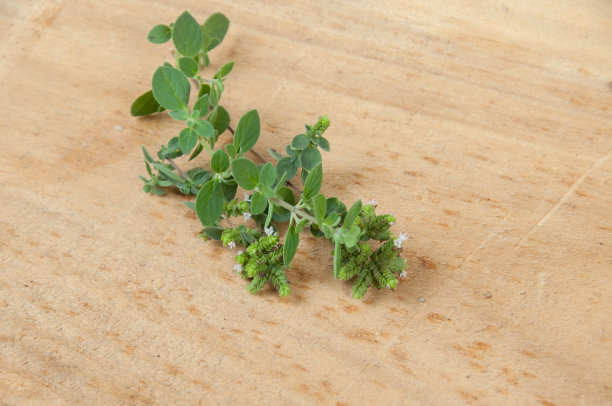 oregano
