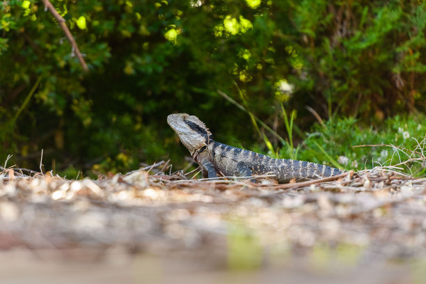 physignathus