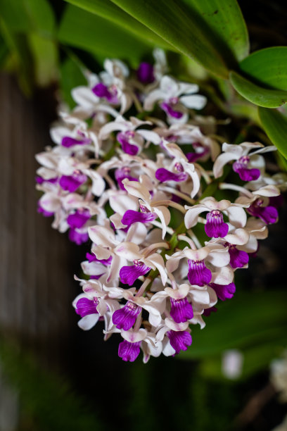 热带森林中的花朵，泰国