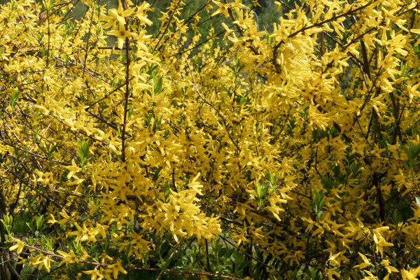 forsythia