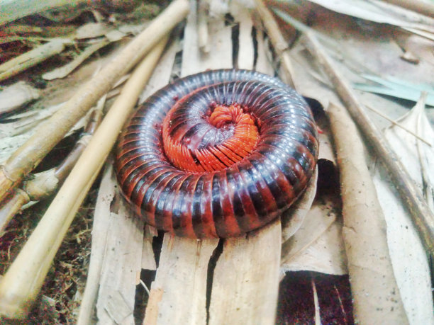 millipede