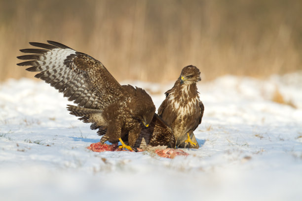 buzzard