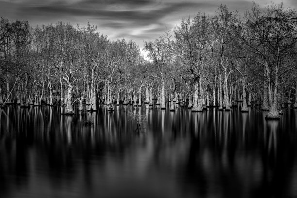 swamp