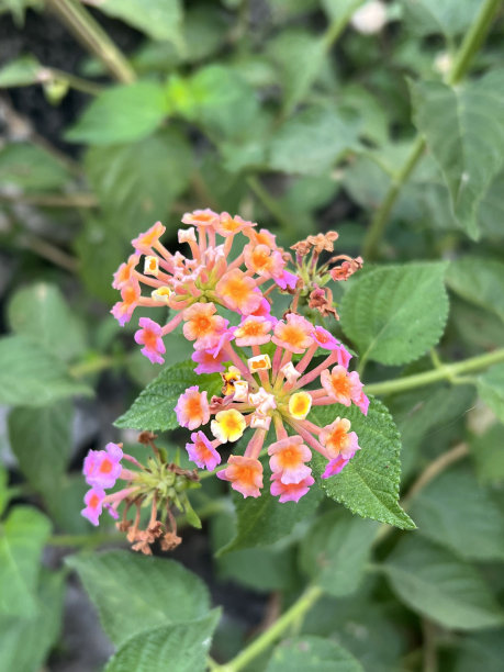 lantana