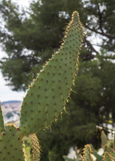 saguaro