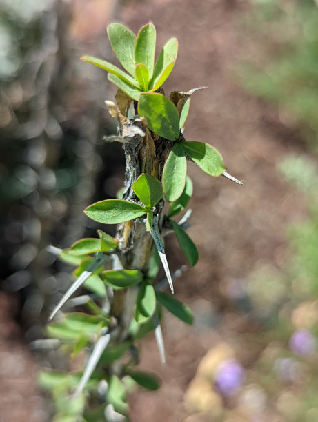 ocotillo