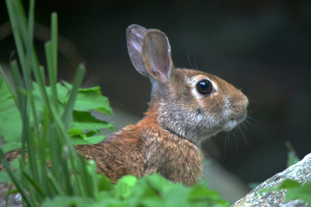 兔类动物