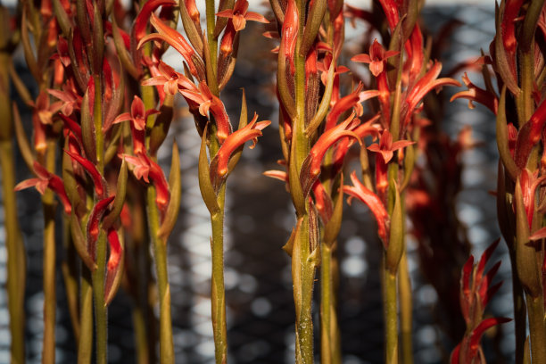 cymbidium
