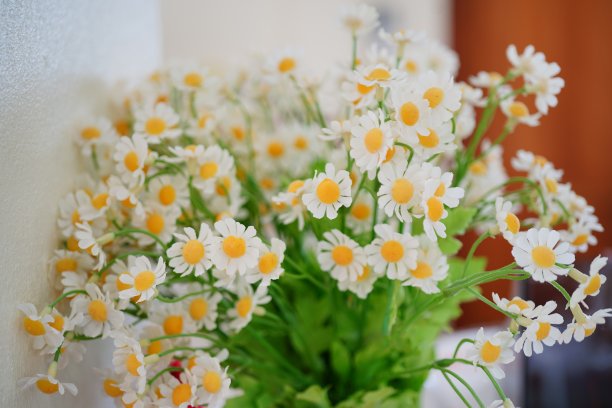 camomiles