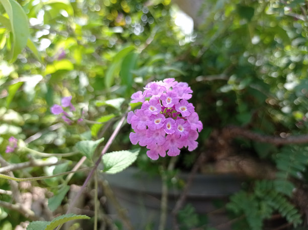 lantana