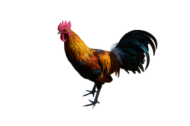 cock