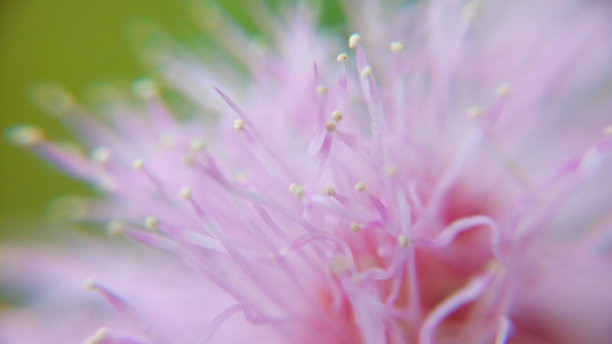 stamens