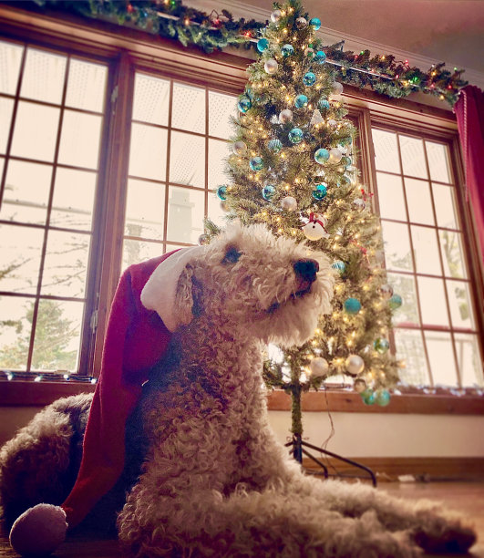 airedale