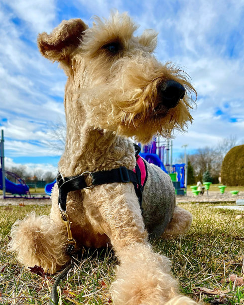 airedale