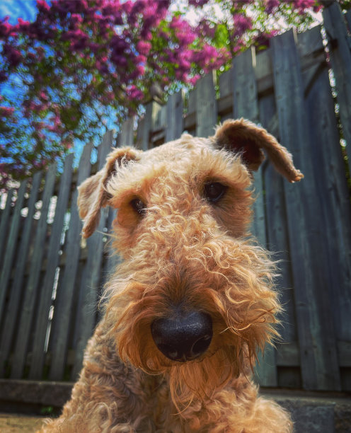 airedale