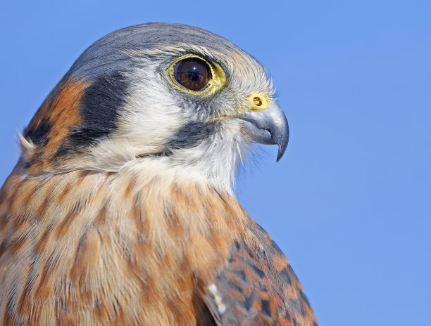 falcon