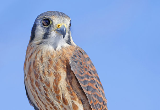 falcon