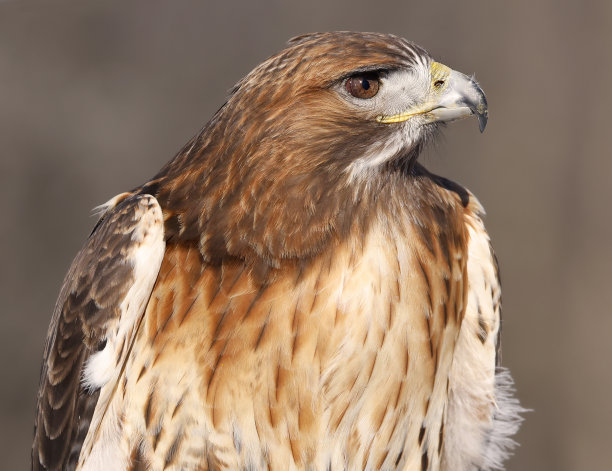 falcon