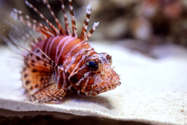 lionfish