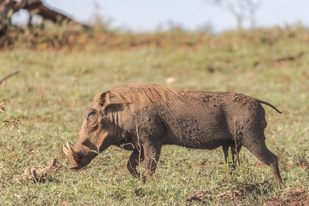 phacochoerus