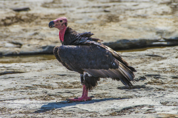 carrion