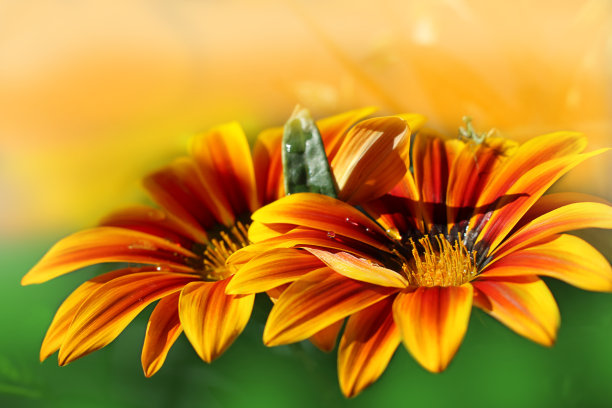 橙红色花朵条纹背景图案