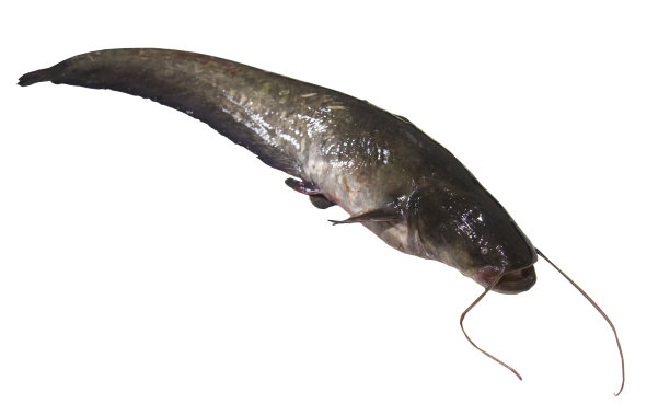 catfish