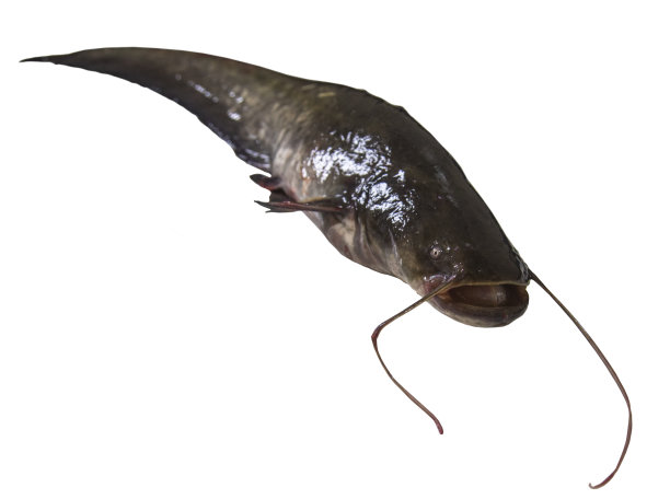 catfish