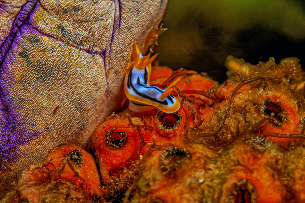 mollusk