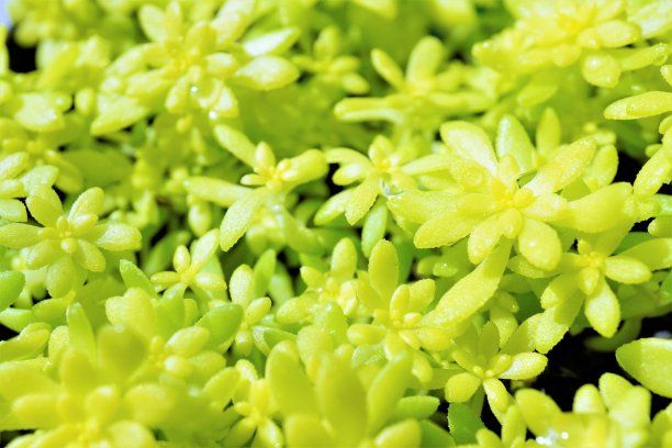sedum