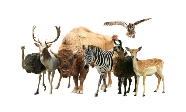 zoology