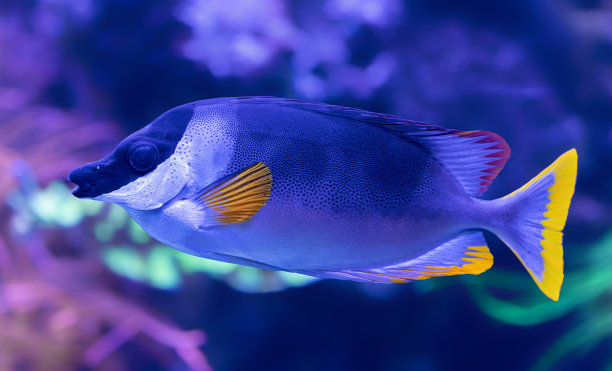 rabbitfish
