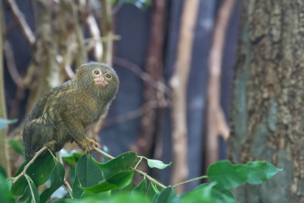marmoset
