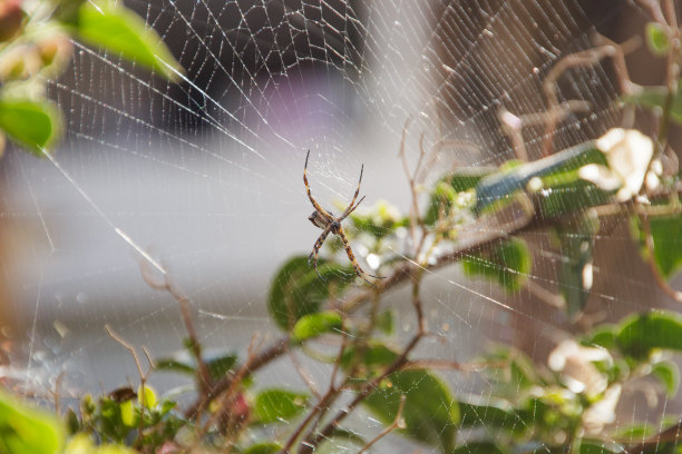 argiope