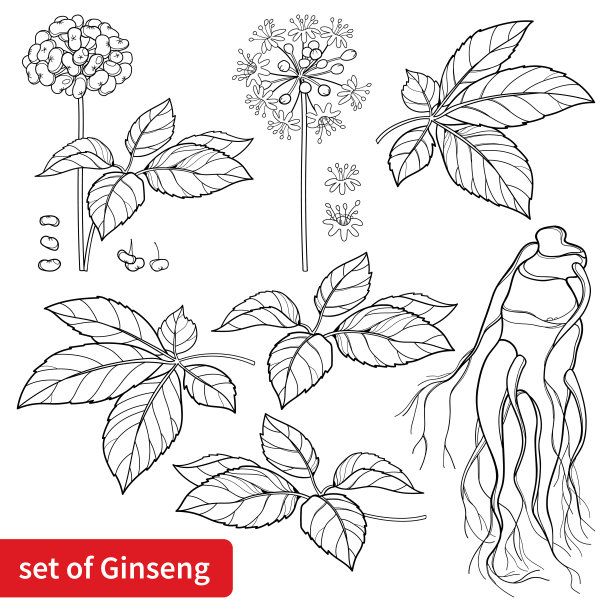 人参线条画