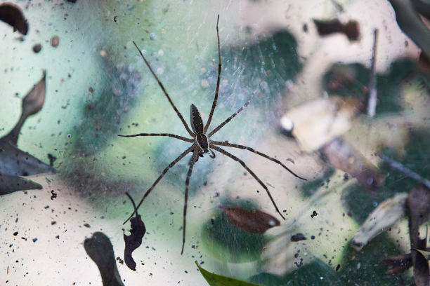 arachnid
