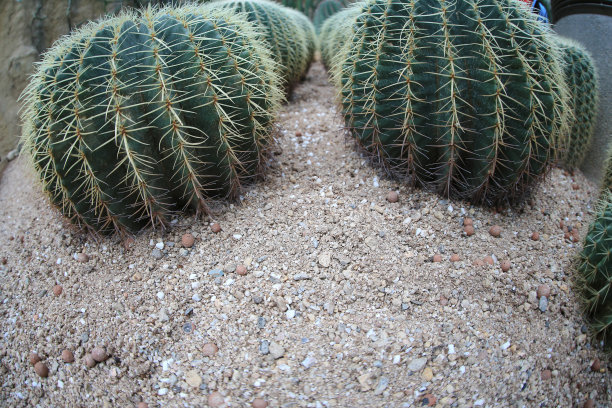 saguaro