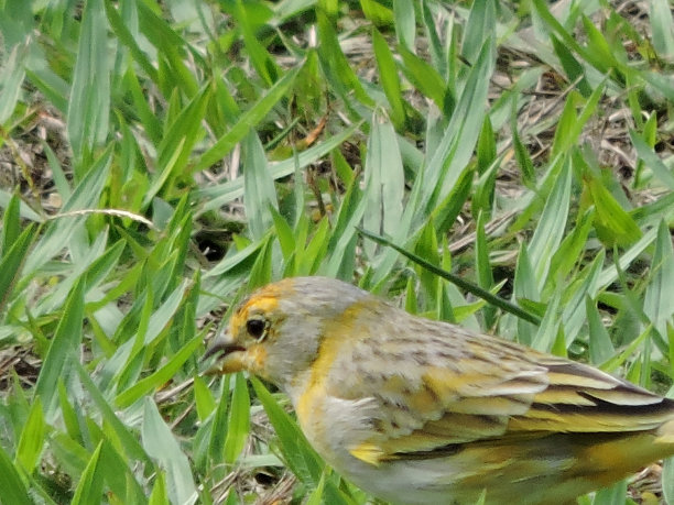 canary