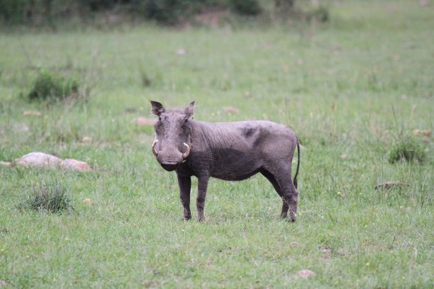 phacochoerus