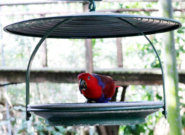 eclectus