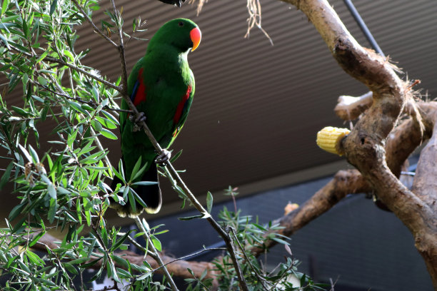 eclectus