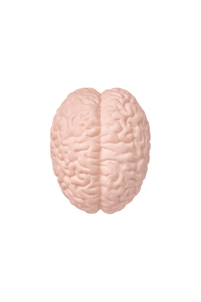 cerebrum