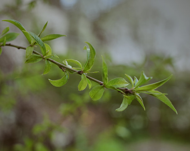 twig