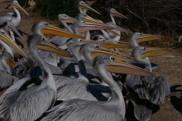 colony